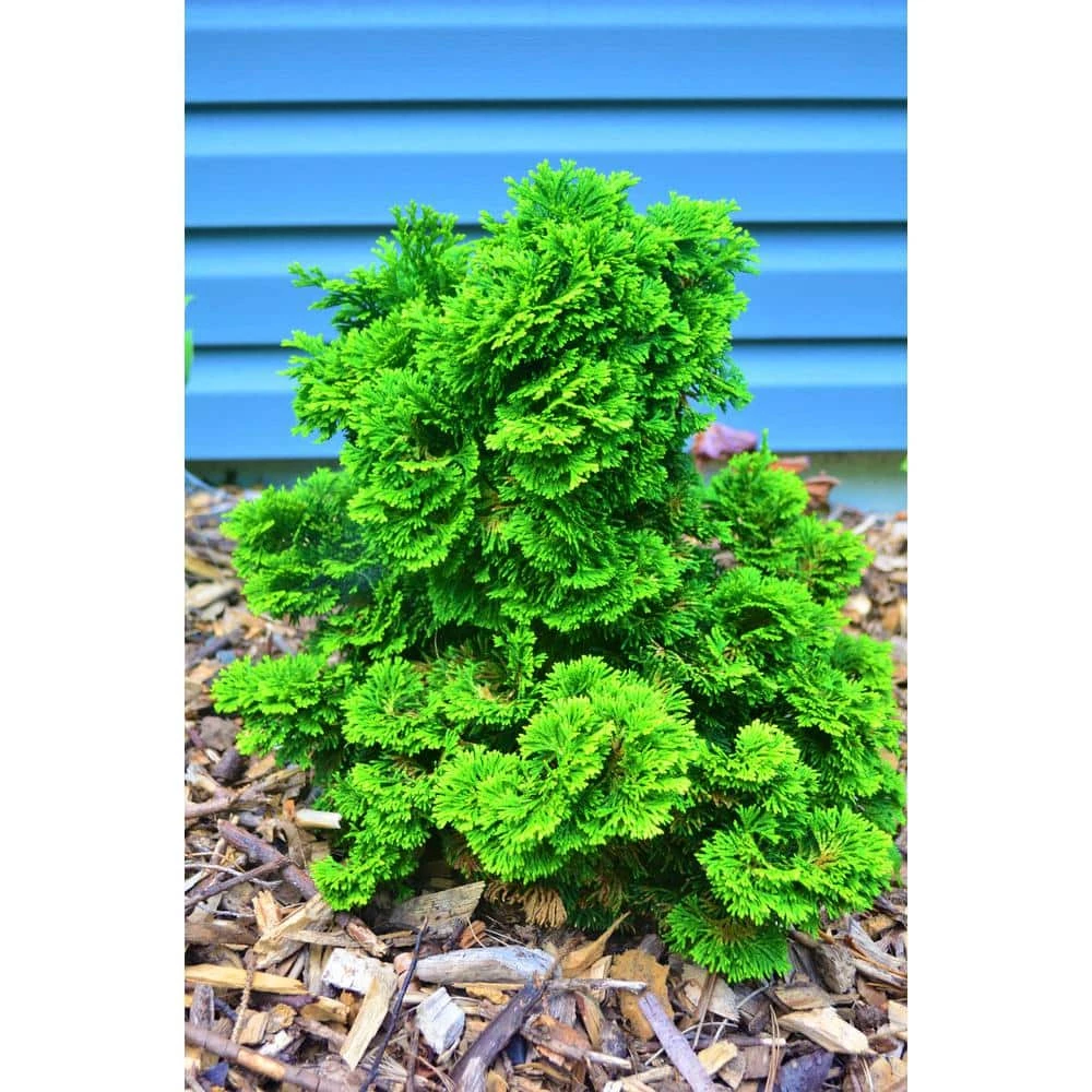 Online Orchards 1 Gal. Dwarf Hinoki Cypress Shrub with Deep Green Coniferous Evergreen Foliage 1 Online Orchards 1 Gal. Dwarf Hinoki Cypress Shrub with Deep Green Coniferous Evergreen Foliage