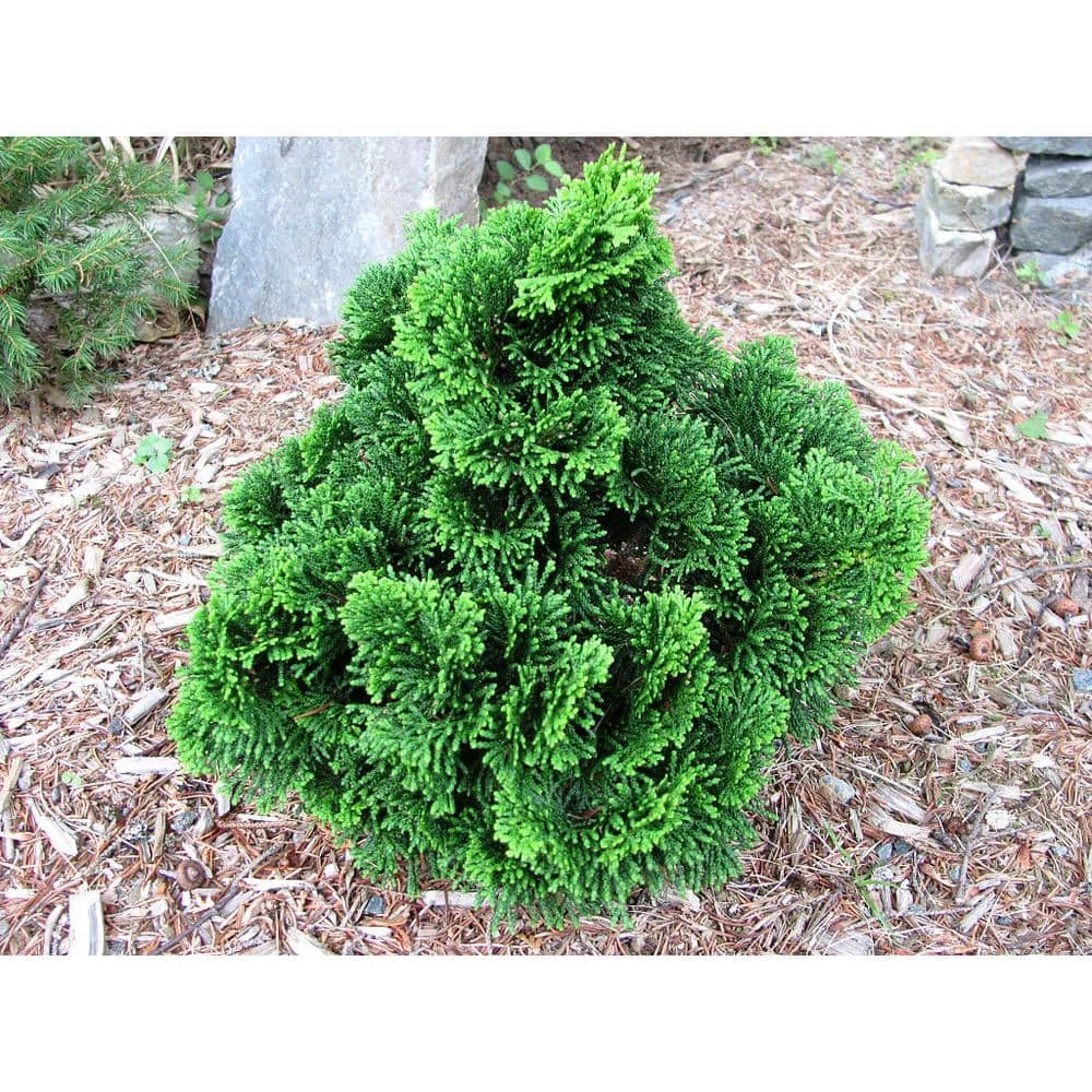 Online Orchards 1 Gal. Dwarf Hinoki Cypress Shrub with Deep Green Coniferous Evergreen Foliage 2 Online Orchards 1 Gal. Dwarf Hinoki Cypress Shrub with Deep Green Coniferous Evergreen Foliage - Image 2