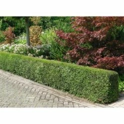 Online Orchards 1 Gal. Dark Green Dense, Lush Evergreen Perfect Hedge or Accent Spreading Yew Shrub 11 Online Orchards 1 Gal. Dark Green Dense, Lush Evergreen Perfect Hedge or Accent Spreading Yew Shrub -Online Orchards store online orchards bushes egyw001 44 1000