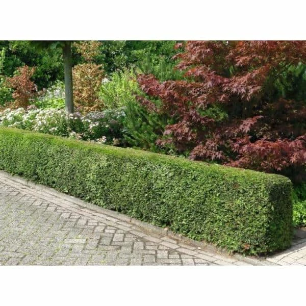 Online Orchards 1 Gal. Dark Green Dense, Lush Evergreen Perfect Hedge or Accent Spreading Yew Shrub 5 Online Orchards 1 Gal. Dark Green Dense, Lush Evergreen Perfect Hedge or Accent Spreading Yew Shrub - Image 5