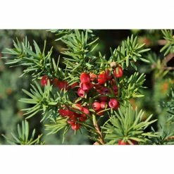 Online Orchards 1 Gal. Dark Green Dense, Lush Evergreen Perfect Hedge or Accent Spreading Yew Shrub 10 Online Orchards 1 Gal. Dark Green Dense, Lush Evergreen Perfect Hedge or Accent Spreading Yew Shrub -Online Orchards store online orchards bushes egyw001 4f 1000