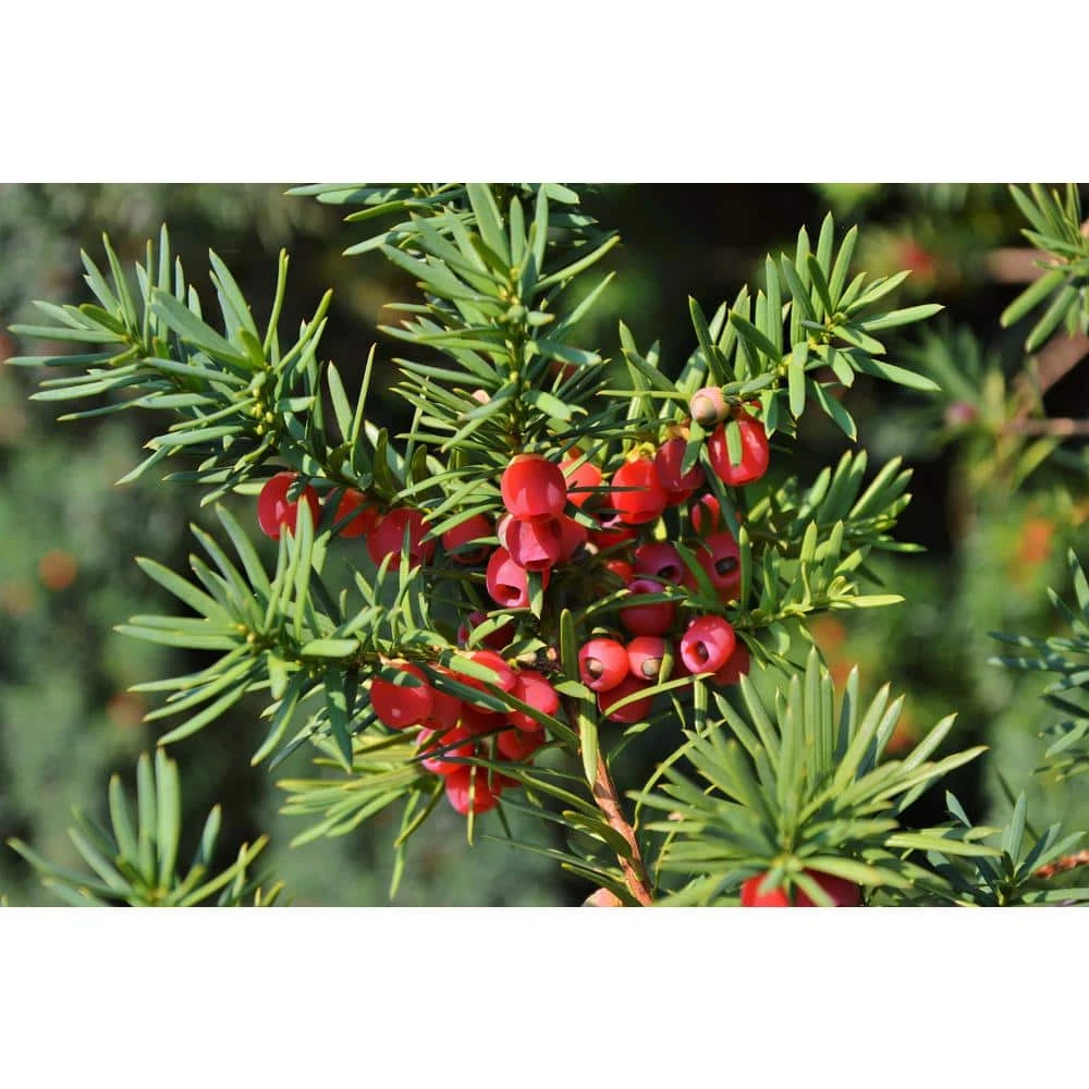 Online Orchards 1 Gal. Dark Green Dense, Lush Evergreen Perfect Hedge or Accent Spreading Yew Shrub 4 Online Orchards 1 Gal. Dark Green Dense, Lush Evergreen Perfect Hedge or Accent Spreading Yew Shrub - Image 4