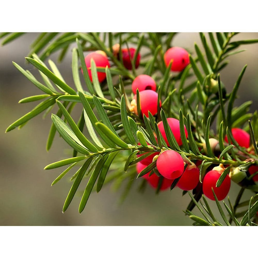 Online Orchards 1 Gal. Dark Green Dense, Lush Evergreen Perfect Hedge or Accent Spreading Yew Shrub 1 Online Orchards 1 Gal. Dark Green Dense, Lush Evergreen Perfect Hedge or Accent Spreading Yew Shrub