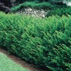 Online Orchards 1 Gal. Dark Green Dense, Lush Evergreen Perfect Hedge or Accent Spreading Yew Shrub 13 Online Orchards 1 Gal. Dark Green Dense, Lush Evergreen Perfect Hedge or Accent Spreading Yew Shrub -Online Orchards store online orchards bushes egyw001 76 1000