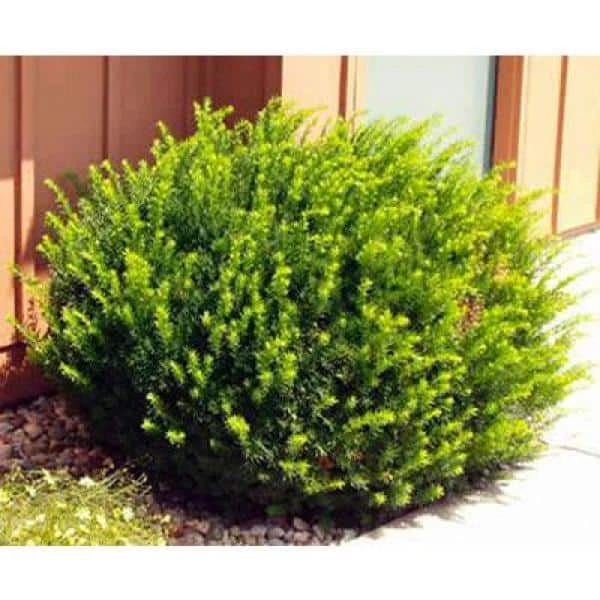 Online Orchards 1 Gal. Dark Green Dense, Lush Evergreen Perfect Hedge or Accent Spreading Yew Shrub 3 Online Orchards 1 Gal. Dark Green Dense, Lush Evergreen Perfect Hedge or Accent Spreading Yew Shrub - Image 3