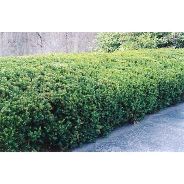 Online Orchards 1 Gal. Dark Green Dense, Lush Evergreen Perfect Hedge or Accent Spreading Yew Shrub 2 Online Orchards 1 Gal. Dark Green Dense, Lush Evergreen Perfect Hedge or Accent Spreading Yew Shrub - Image 2