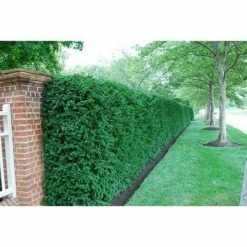 Online Orchards 1 Gal. Dark Green Dense, Lush Evergreen Perfect Hedge or Accent Spreading Yew Shrub 12 Online Orchards 1 Gal. Dark Green Dense, Lush Evergreen Perfect Hedge or Accent Spreading Yew Shrub -Online Orchards store online orchards bushes egyw001 fa 1000
