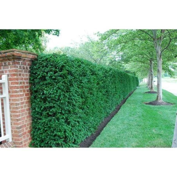 Online Orchards 1 Gal. Dark Green Dense, Lush Evergreen Perfect Hedge or Accent Spreading Yew Shrub 6 Online Orchards 1 Gal. Dark Green Dense, Lush Evergreen Perfect Hedge or Accent Spreading Yew Shrub - Image 6