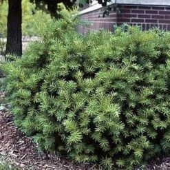 Online Orchards 1 Gal. Dense Spreading Yew Shrub this Classic Massive Shrub can Now be Used as a Small Specimen Plant -Online Orchards store online orchards bushes egyw002 4f 1000