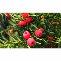 Online Orchards 1 Gal. Dense Spreading Yew Shrub this Classic Massive Shrub can Now be Used as a Small Specimen Plant -Online Orchards store online orchards bushes egyw002 c3 1000