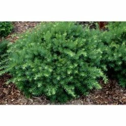 Online Orchards 1 Gal. Dense Spreading Yew Shrub this Classic Massive Shrub can Now be Used as a Small Specimen Plant -Online Orchards store online orchards bushes egyw002 fa 1000
