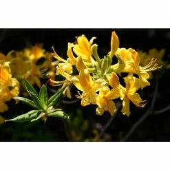 Online Orchards 1 Gal. Lemon Lights Azalea Shrub Shades of Dazzling Yellow Change Across the Massive Blossoms Cold Hardy -Online Orchards store online orchards bushes sbaz003 44 1000