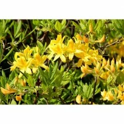 Online Orchards 1 Gal. Lemon Lights Azalea Shrub Shades of Dazzling Yellow Change Across the Massive Blossoms Cold Hardy -Online Orchards store online orchards bushes sbaz003 4f 1000