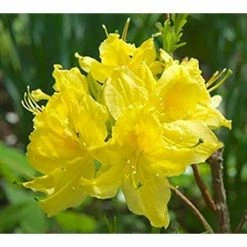 Online Orchards 1 Gal. Lemon Lights Azalea Shrub Shades of Dazzling Yellow Change Across the Massive Blossoms Cold Hardy -Online Orchards store online orchards bushes sbaz003 c3 1000