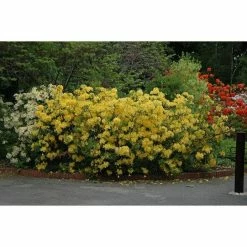 Online Orchards store -Online Orchards store online orchards bushes sbaz003 e1 1000