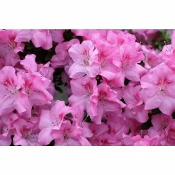 Online Orchards 1 Gal. Autumn Sweetheart Encore Azalea Shrub Soft with Pink Blossoms Bloom Spring Summer and Fall -Online Orchards store online orchards bushes sbaz004 4f 1000