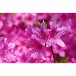 Online Orchards 1 Gal. Autumn Sweetheart Encore Azalea Shrub Soft with Pink Blossoms Bloom Spring Summer and Fall