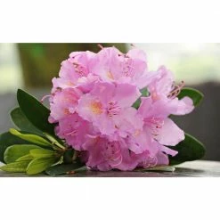 Online Orchards 1 Gal. Autumn Sweetheart Encore Azalea Shrub Soft with Pink Blossoms Bloom Spring Summer and Fall -Online Orchards store online orchards bushes sbaz004 c3 1000