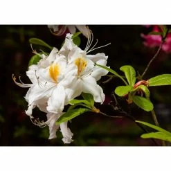 Online Orchards 1 Gal. Northern Hilights Azalea Shrub Creamywhite Blossoms Splashed with Yellow -Online Orchards store online orchards bushes sbaz005 1f 1000