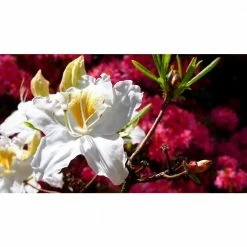Online Orchards 1 Gal. Northern Hilights Azalea Shrub Creamywhite Blossoms Splashed with Yellow -Online Orchards store online orchards bushes sbaz005 44 1000