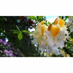 Online Orchards 1 Gal. Northern Hilights Azalea Shrub Creamywhite Blossoms Splashed with Yellow -Online Orchards store online orchards bushes sbaz005 4f 1000