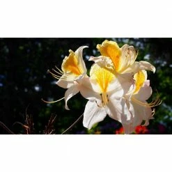 Online Orchards store -Online Orchards store online orchards bushes sbaz005 e1 1000