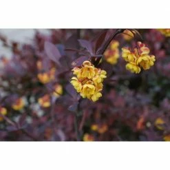 Online Orchards 1 Gal. Crimson Pygmy Dwarf Japanese Barberry Shrub Rich Purple Foliage, Compact Growth, Beautiful Red Berries -Online Orchards store online orchards bushes sbbb001 4f 1000