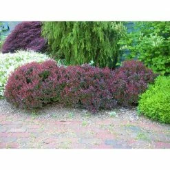 Online Orchards 1 Gal. Crimson Pygmy Dwarf Japanese Barberry Shrub Rich Purple Foliage, Compact Growth, Beautiful Red Berries