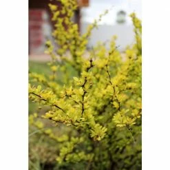 Online Orchards 1 Gal. Dwarf Golden Barberry Shrub with Exceptionally Bright Yellow Foliage 10 Online Orchards 1 Gal. Dwarf Golden Barberry Shrub with Exceptionally Bright Yellow Foliage -Online Orchards store online orchards bushes sbbb002 1f 1000