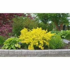 Online Orchards 1 Gal. Dwarf Golden Barberry Shrub with Exceptionally Bright Yellow Foliage 11 Online Orchards 1 Gal. Dwarf Golden Barberry Shrub with Exceptionally Bright Yellow Foliage -Online Orchards store online orchards bushes sbbb002 44 1000