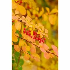 Online Orchards 1 Gal. Dwarf Golden Barberry Shrub with Exceptionally Bright Yellow Foliage 9 Online Orchards 1 Gal. Dwarf Golden Barberry Shrub with Exceptionally Bright Yellow Foliage -Online Orchards store online orchards bushes sbbb002 4f 1000
