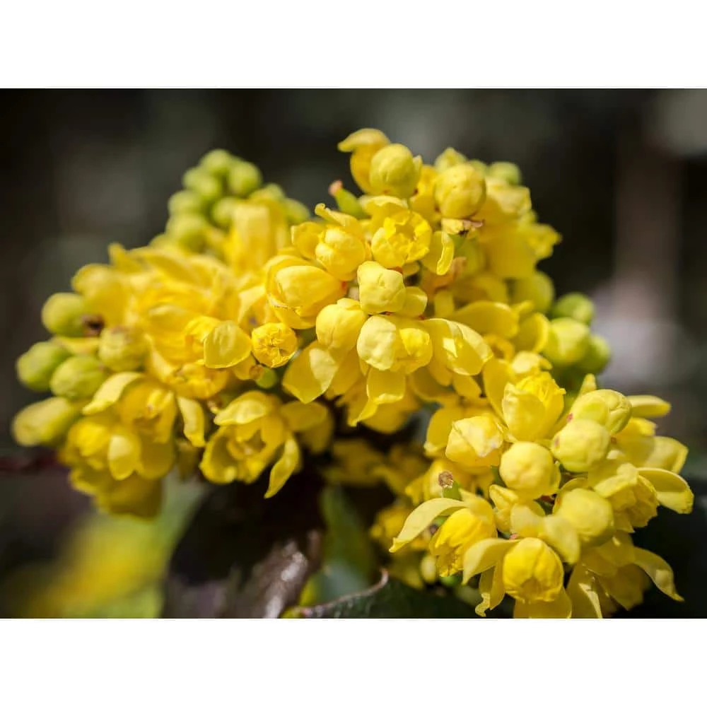 Online Orchards 1 Gal. Dwarf Golden Barberry Shrub with Exceptionally Bright Yellow Foliage 1 Online Orchards 1 Gal. Dwarf Golden Barberry Shrub with Exceptionally Bright Yellow Foliage