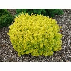 Online Orchards 1 Gal. Dwarf Golden Barberry Shrub with Exceptionally Bright Yellow Foliage 8 Online Orchards 1 Gal. Dwarf Golden Barberry Shrub with Exceptionally Bright Yellow Foliage -Online Orchards store online orchards bushes sbbb002 c3 1000