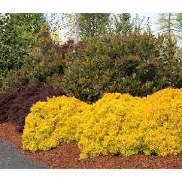 Online Orchards 1 Gal. Dwarf Golden Barberry Shrub with Exceptionally Bright Yellow Foliage 2 Online Orchards 1 Gal. Dwarf Golden Barberry Shrub with Exceptionally Bright Yellow Foliage - Image 2