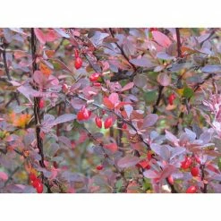 Online Orchards 1 Gal. Rose Glow Barberry Shrub Deep Purple Foliage Naturally Mottled with Rosepink Splashes -Online Orchards store online orchards bushes sbbb003 1f 1000