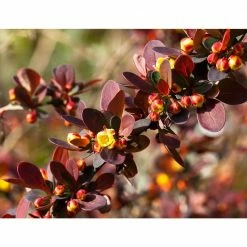Online Orchards 1 Gal. Rose Glow Barberry Shrub Deep Purple Foliage Naturally Mottled with Rosepink Splashes -Online Orchards store online orchards bushes sbbb003 44 1000