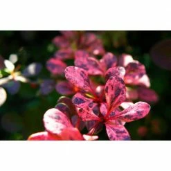 Online Orchards 1 Gal. Rose Glow Barberry Shrub Deep Purple Foliage Naturally Mottled with Rosepink Splashes -Online Orchards store online orchards bushes sbbb003 4f 1000
