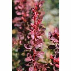 Online Orchards 1 Gal. Rose Glow Barberry Shrub Deep Purple Foliage Naturally Mottled with Rosepink Splashes -Online Orchards store online orchards bushes sbbb003 c3 1000