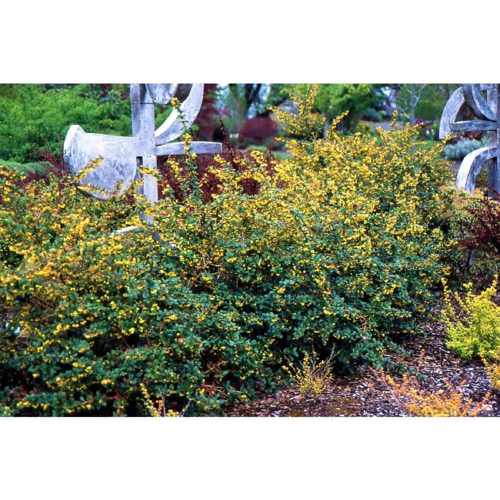 Online Orchards 1 Gal. William Penn Evergreen Barberry Shrub with Glossy Dark Green Foliage and Long Thorns 1 Online Orchards 1 Gal. William Penn Evergreen Barberry Shrub with Glossy Dark Green Foliage and Long Thorns