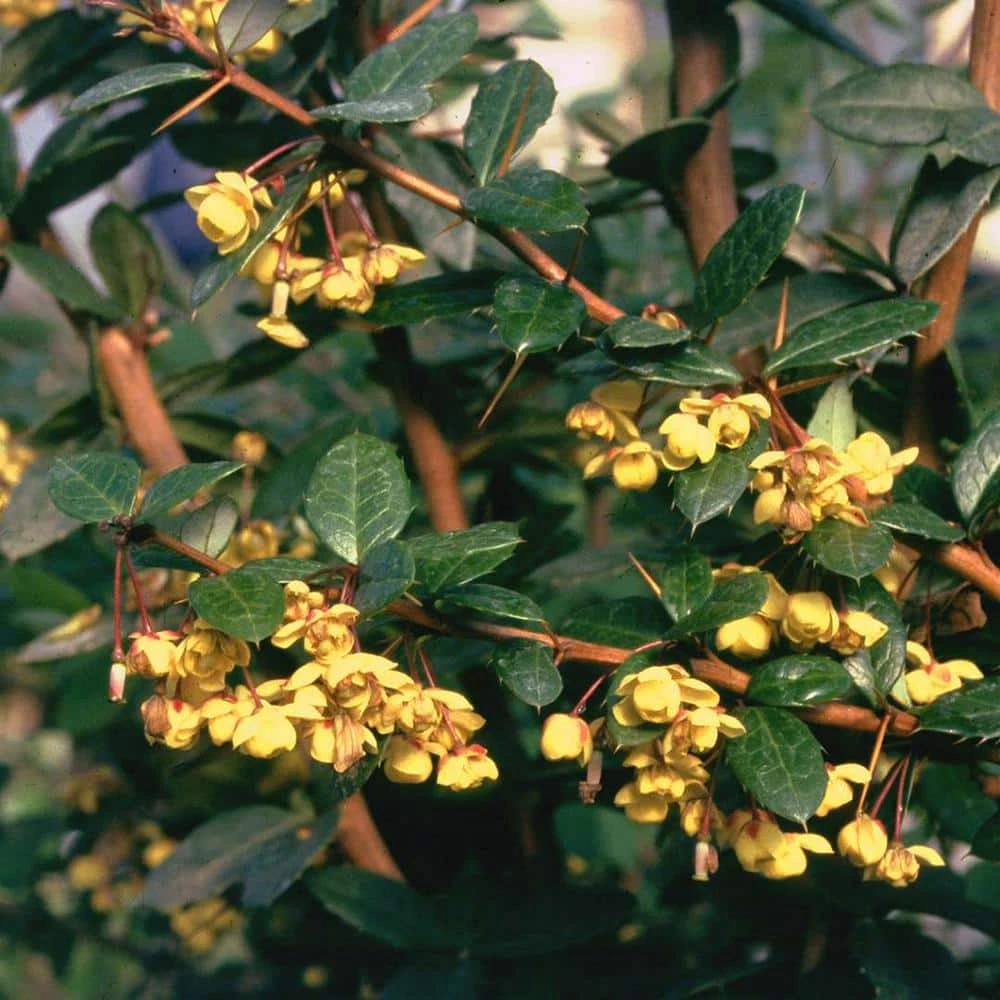 Online Orchards 1 Gal. William Penn Evergreen Barberry Shrub with Glossy Dark Green Foliage and Long Thorns 2 Online Orchards 1 Gal. William Penn Evergreen Barberry Shrub with Glossy Dark Green Foliage and Long Thorns - Image 2