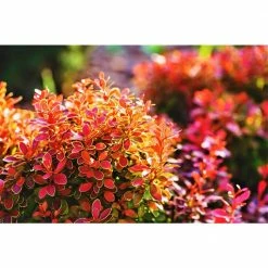 Online Orchards 1 Gal. Admiration Barberry Shrub with Bright Red Leaves Trimmed in Neon Yellow