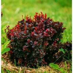 Online Orchards 1 Gal. Royal Burgundy Compact Barberry Shrub with Richly Colored Foliage and Little Maintenance Required