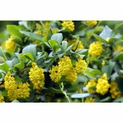 Online Orchards 1 Gal. Lime Glow Barberry Shrub with Lime Green Foliage and Bright Red Fall Color