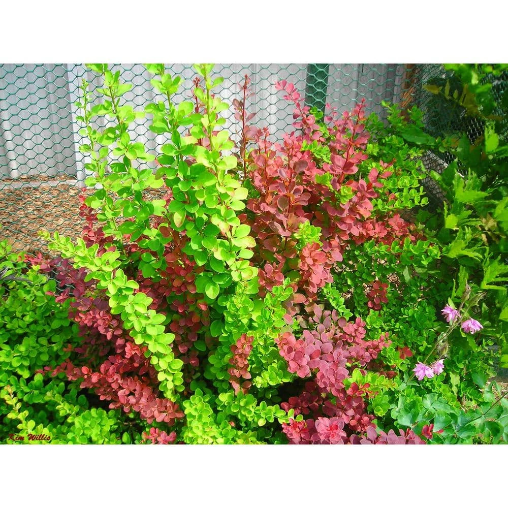 Online Orchards 1 Gal. Lime Glow Barberry Shrub with Lime Green Foliage and Bright Red Fall Color 2 Online Orchards 1 Gal. Lime Glow Barberry Shrub with Lime Green Foliage and Bright Red Fall Color - Image 2