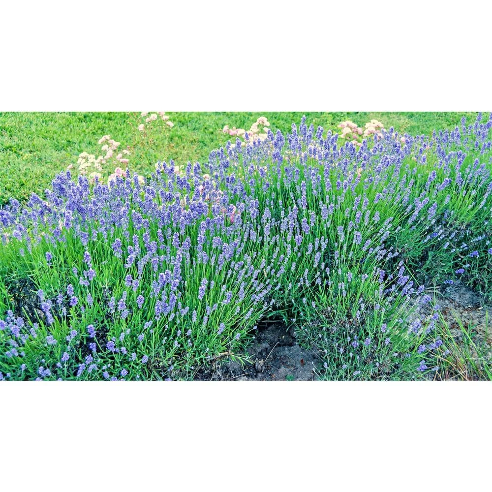 Online Orchards 1 Gal. Dark Knight Bluebeard Flowering Shrub with Highly Fragrant Deep Blue Late Summer Blossoms 2 Online Orchards 1 Gal. Dark Knight Bluebeard Flowering Shrub with Highly Fragrant Deep Blue Late Summer Blossoms - Image 2