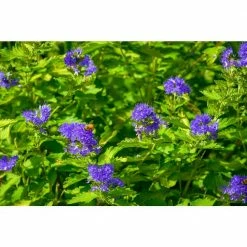 Online Orchards 1 Gal. Blue Mist Bluebeard Flowering Shrub with Fragrant Powder Blue Early Autumn Blossoms