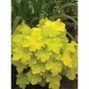 Online Orchards 1 Gal. Winter Joy Coral Bells Heuchera Shrub With Low Growing Evergreen Lemon Yellow Foliage