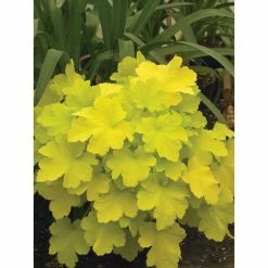 Online Orchards 1 Gal. Winter Joy Coral Bells Heuchera Shrub With Low Growing Evergreen Lemon Yellow Foliage