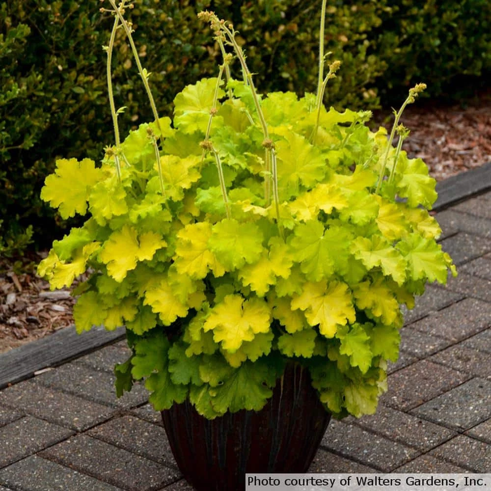 Online Orchards 1 Gal. Winter Joy Coral Bells Heuchera Shrub With Low Growing Evergreen Lemon Yellow Foliage 2 Online Orchards 1 Gal. Winter Joy Coral Bells Heuchera Shrub With Low Growing Evergreen Lemon Yellow Foliage - Image 2