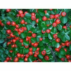 Online Orchards 1 Gal. Cranberry Cotoneaster Shrub this True Multi-Purpose Shrub Displays a Different Color for Every Season -Online Orchards store online orchards bushes sbce001 1f 1000